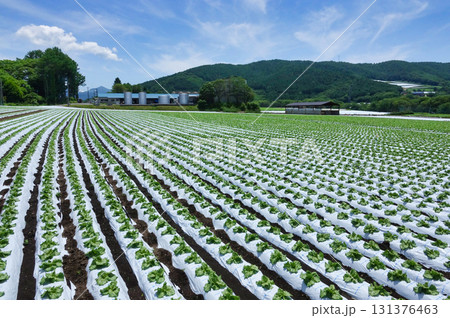 信州菅平高原に広がる広大なレタス畑 131376463