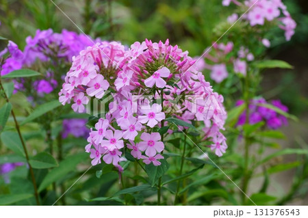 クサキョウチクトウ（フロックス） 131376543