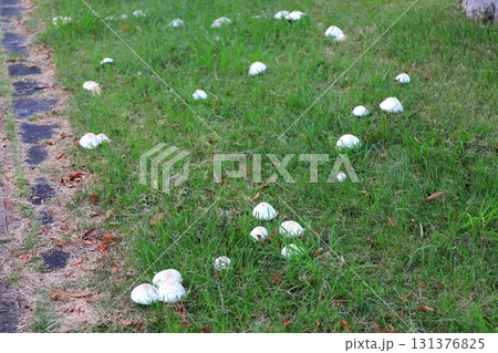 公園の芝生に生える白いキノコ（オオシロカラカサタケ） 131376825