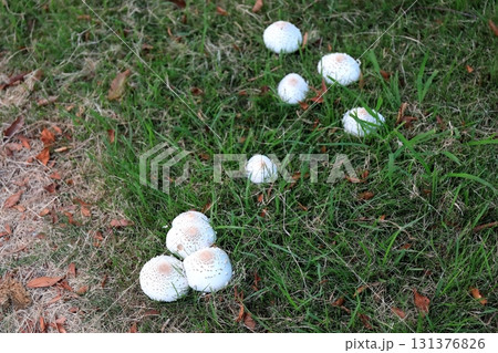公園の芝生に生える白いキノコ（オオシロカラカサタケ） 131376826