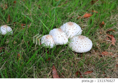 公園の芝生に生える白いキノコ(オオシロカラカサタケ) 公園の芝生に生える白いキノコ(オオシロカラカサタケ) 131376827