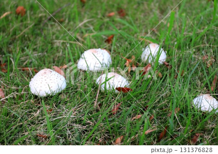 公園の芝生に生える白いキノコ（オオシロカラカサタケ） 131376828