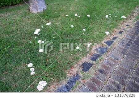 公園の芝生に生える白いキノコ（オオシロカラカサタケ） 131376829