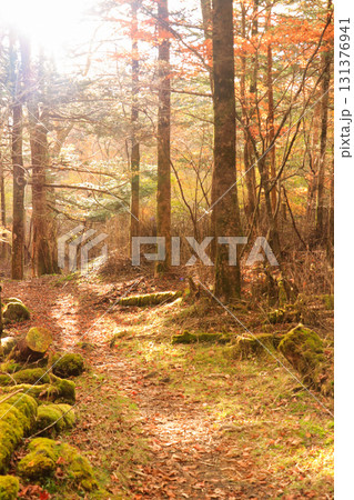 山の紅葉 131376941