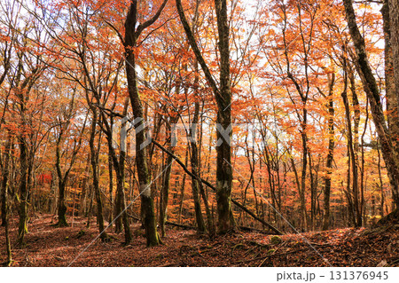 山の紅葉 山の紅葉 131376945