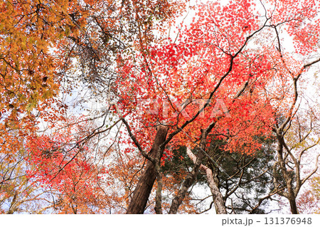 山の紅葉 山の紅葉 131376948
