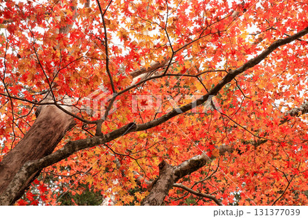 山の紅葉 131377039