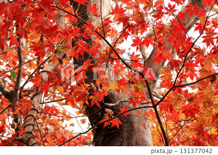 山の紅葉 131377042