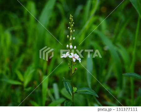 新発田城址公園に咲いていたヌマトラノオの白い花 131377111