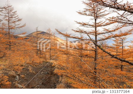 カラマツ 131377164