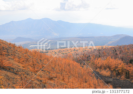 カラマツ カラマツ 131377172