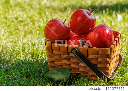 Basket of ripe red apples on a green meadow Basket of ripe red apples on a green meadow 131377263
