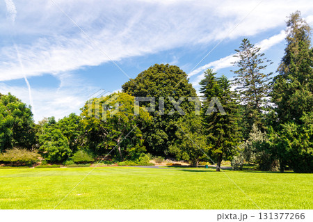 A vast green grass meadow stretching towards the horizon with a trees 131377266