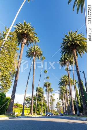 Iconic Beverly Hills street lined with towering palm trees under a bright sunny sky 131377268