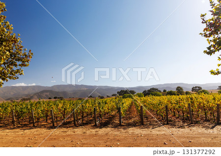 Sunny California vineyard landscape with green vines, blue sky 131377292