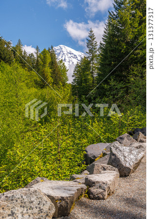Majestic Mount Rainier rising above forests and river in the national park 131377317