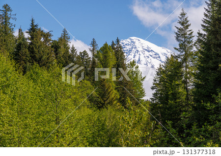 Majestic Mount Rainier rising above forests and river in the national park 131377318