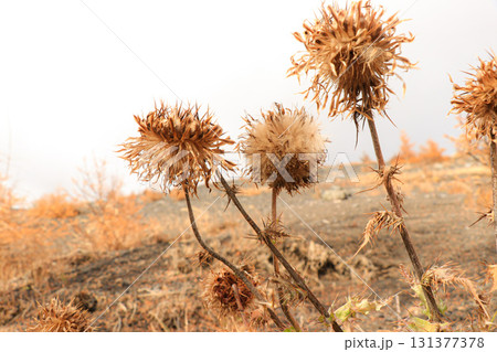 フジアザミ 131377378