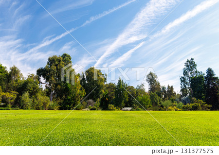 A vast green grass meadow stretching towards the horizon with a trees 131377575