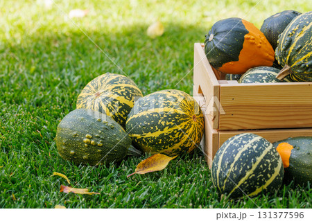 Various pumpkins in a wooden box on sunny green grass, autumn harvest scene 131377596