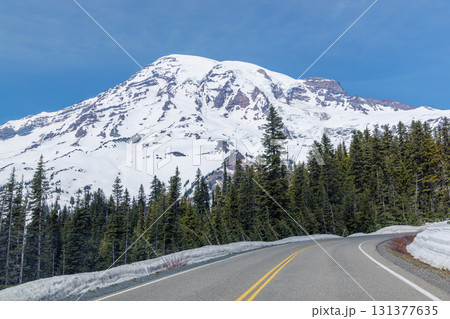 Scenic road in Mount Rainier National Park with fir trees on both sides and a snowy mountain 131377635
