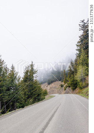 Road winding through Olympic National Park surrounded by tall, dense forest 131377636