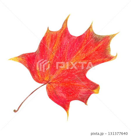 Hand drawn illustration with red autumn leaf for graphic design. Hand drawn colored pencil illustration on white background. 131377640