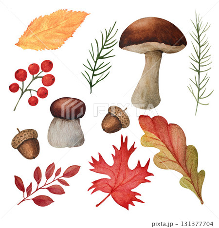 Watercolor set of autumn mushrooms with dry fallen leaves and red berries isolated illustration on white background Watercolor set of autumn mushrooms with dry fallen leaves and red berries isolated illustration on white background 131377704