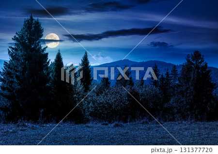 landscape with coniferous forest behind the meadow in autumn at night. nature background with blue sky and mountain ridge in full moon light. alpine woodland landscape with coniferous forest behind the meadow in autumn at night. nature background with blue sky and mountain ridge in full moon light. alpine woodland 131377720