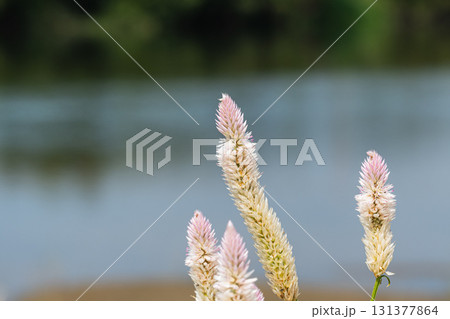 淀川の河原に咲く草花　ノゲイトウ　大阪府枚方市 131377864