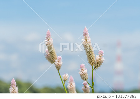 淀川の河原に咲く草花 ノゲイトウ 大阪府枚方市 淀川の河原に咲く草花 ノゲイトウ 大阪府枚方市 131377865