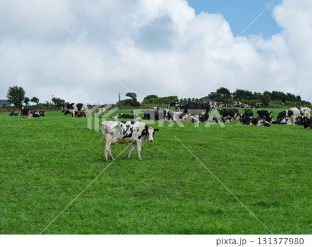Cows graze and rest on a green hillside pasture in rural West Cork, Ireland on a sunny day. 131377980