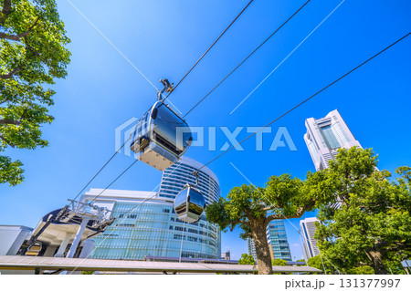 日本の横浜都市景観街路樹の上部は伐採…ロープウェイの通り道にある街路樹。上部が伐採されている 日本の横浜都市景観街路樹の上部は伐採…ロープウェイの通り道にある街路樹。上部が伐採されている 131377997