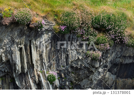 Wildflowers, including sea thrift, grow along the top and down the sides of a steep, rocky cliff face. The stone has a layered, textured appearance in West Cork, Ireland. 131378001
