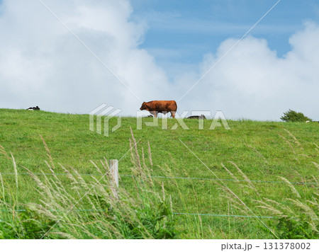 Cattle grazing in the green pastures of rural West Cork under a bright blue sky with fluffy clouds, Ireland. 131378002