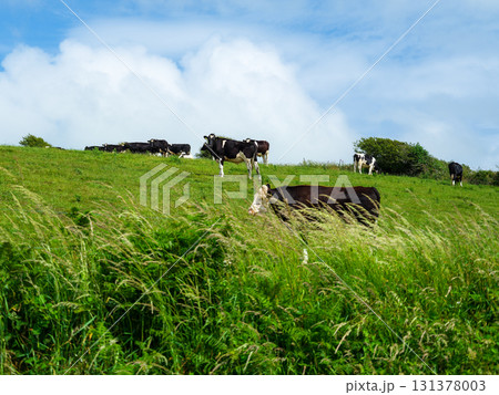 Green fields meet a blue sky where cows graze, creating a rural harmony. 131378003