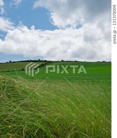 Serene and tranquil nature with green pastures. 131378009