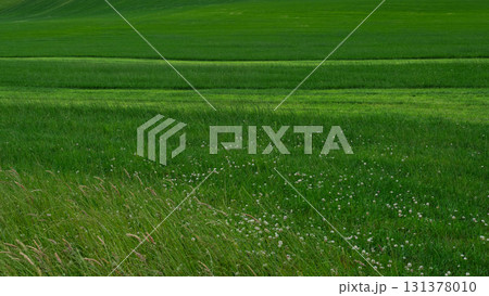 Rolling green hills and fields meet in West Cork. The different textures and shades of green create beautiful landscape in the Irish countryside. 131378010