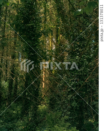 A view of a dense woodland in West Cork, Ireland. Trees are heavily covered in green ivy, creating a thick, natural canopy. Light filters through the trees. A view of a dense woodland in West Cork, Ireland. Trees are heavily covered in green ivy, creating a thick, natural canopy. Light filters through the trees. 131378011