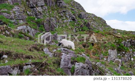 A sheep forages on the steep, rocky slopes of Dunloe Gap in Ireland. Green grass and moss grow among the rocks, creating a picturesque scene of Irish countryside. 131378020