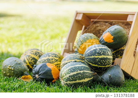 Various pumpkins in a wooden box on sunny green grass, autumn harvest scene 131378188