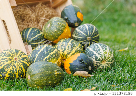 Various pumpkins in a wooden box on sunny green grass, autumn harvest scene 131378189