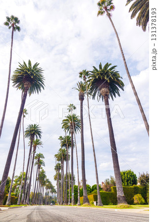 Iconic Beverly Hills street lined with towering palm trees under a bright sunny sky 131378193