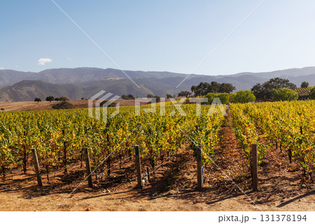Sunny California vineyard landscape with green vines, blue sky 131378194