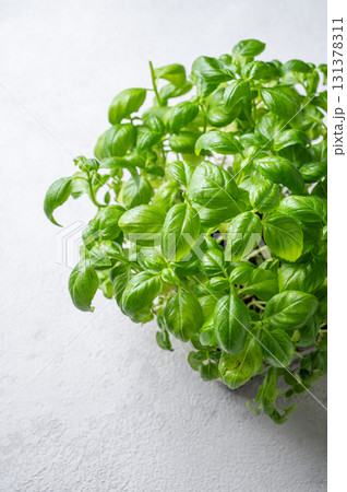 Lush green basil in a pot on a light background. Fresh organic herbs concept. Lush green basil in a pot on a light background. Fresh organic herbs concept. 131378311