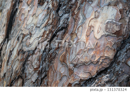 Detailed photo of rough tree bark with textured, layered surfaces and natural patterns 131378324