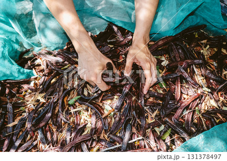 a farmer grabs carob pods from green nets in Spain a farmer grabs carob pods from green nets in Spain 131378497