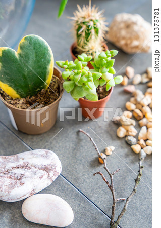 Close up view of natural materials and decorative elements prepared for creating a closed terrarium or glass ecosystem. Concept of DIY plant design, eco-conscious living and creative home projects. 131378781