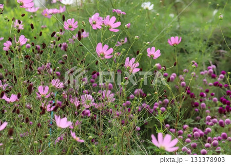 秋の公園に咲くピンク色のコスモスと千日紅と暗赤色のワレモコウの花 秋の公園に咲くピンク色のコスモスと千日紅と暗赤色のワレモコウの花 131378903