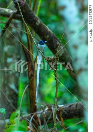 The male paradise flycatcher is as beautiful as a fairy tale bird. 131378977
